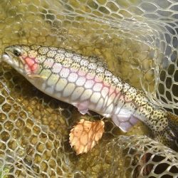 大安トラウトレイク 釣果